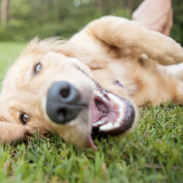 happy-dog-in-lawn 1280x960